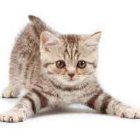cat3